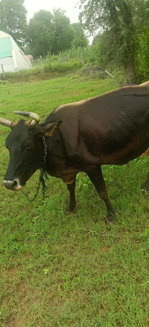 Jersey Cow in  RAJASTHAN