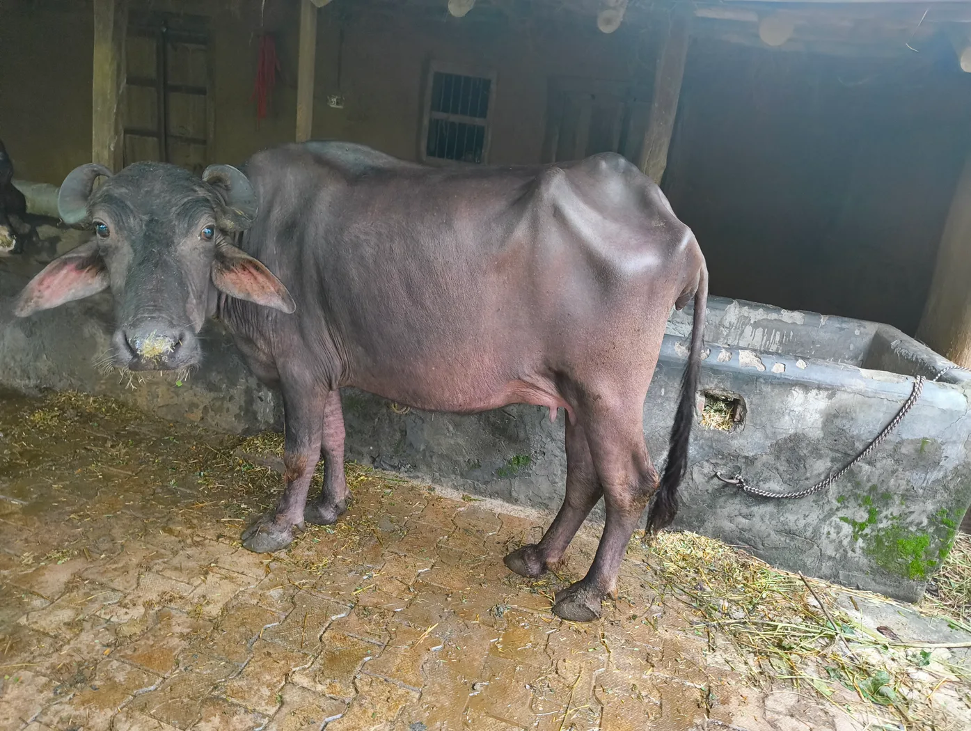 Others Buffalo in  HIMACHAL PRADESH