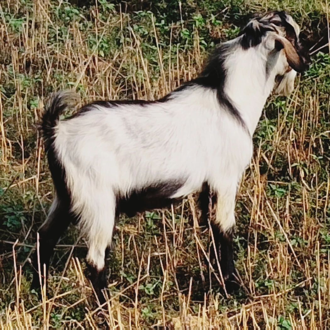 Black Bengal Goat B0059, District:  SUPAUL, State:  BIHAR
