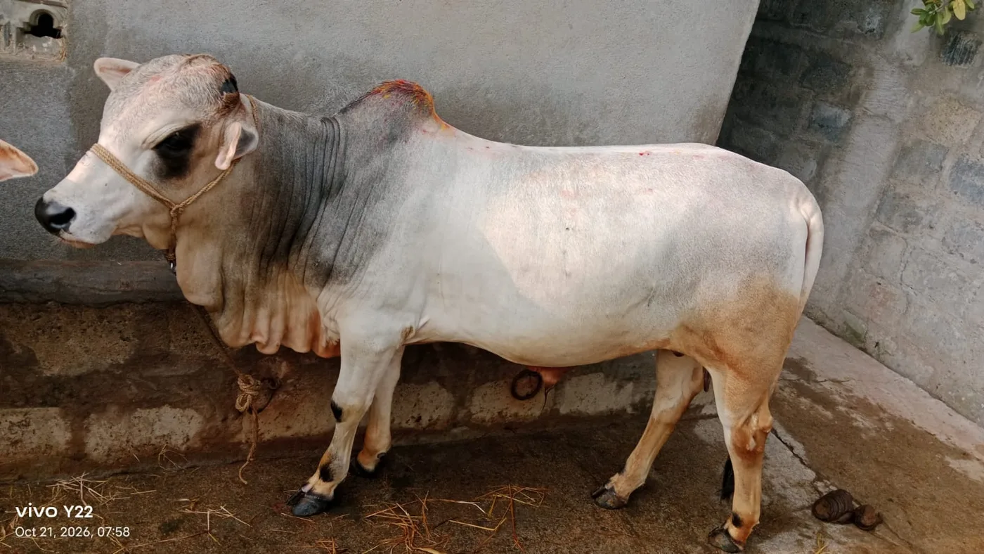 Punganur ఎద్దు ( bull) O0985 in  ANDHRA PRADESH