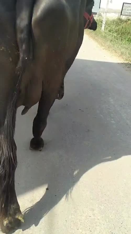 Murrah Buffalo M5153 in  PUNJAB
