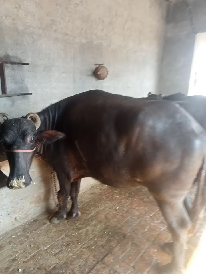 Murrah Heifer Buffalo M5428 in  PUNJAB