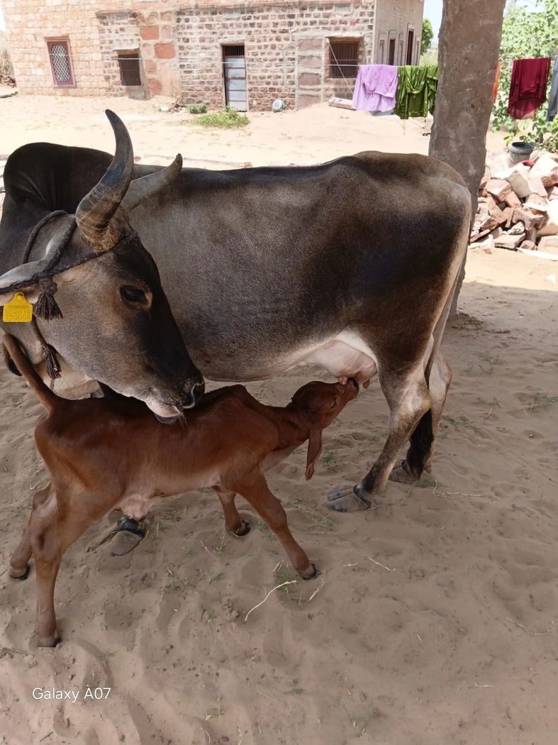 Rathi Cow R0494 in  RAJASTHAN