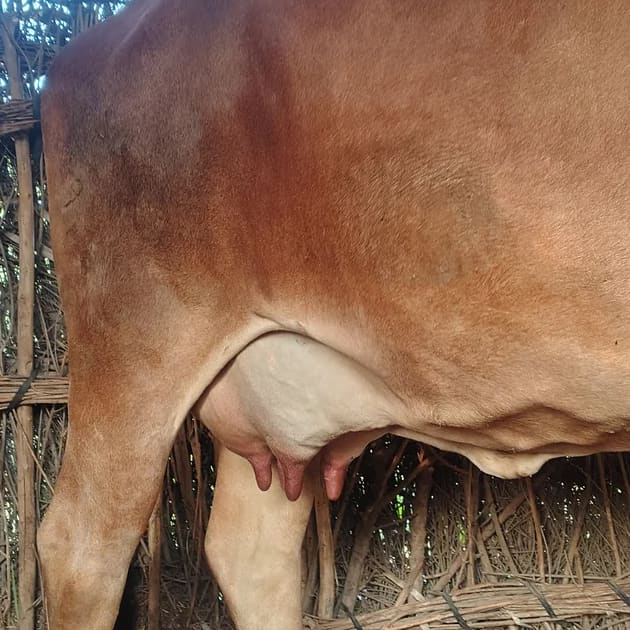 Rathi Cow R0541 in  RAJASTHAN