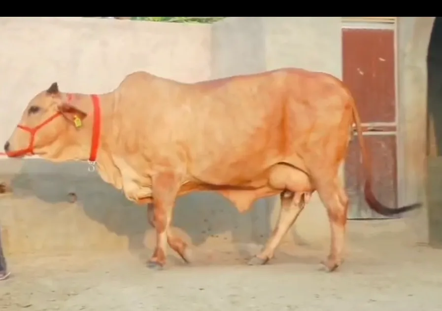 Sahiwal Cow in  RAJASTHAN