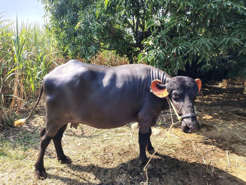 Murrah Buffalo M5416 in  MAHARASHTRA