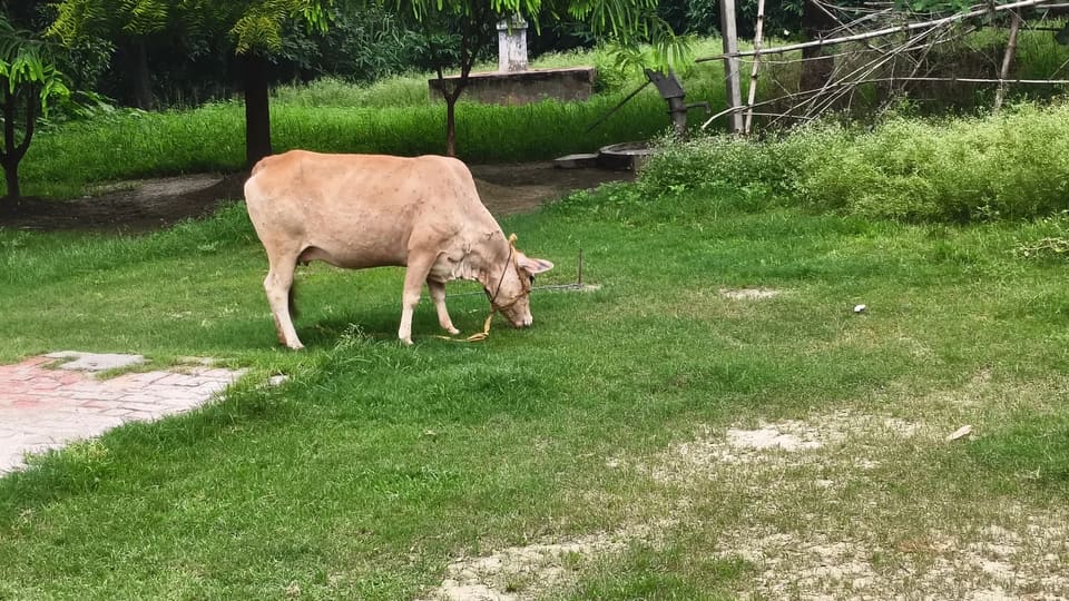 Jarsy deshi mix Cow O0424 in  UTTAR PRADESH