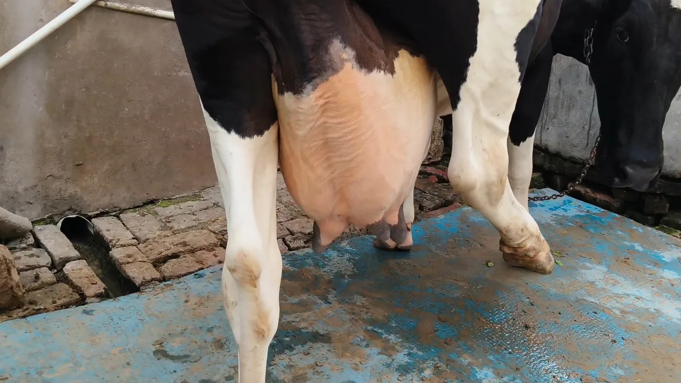 HF Cow in  HARYANA