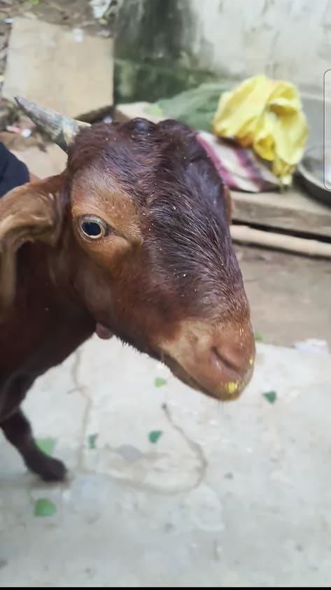 Sirohi Goat in  UTTAR PRADESH