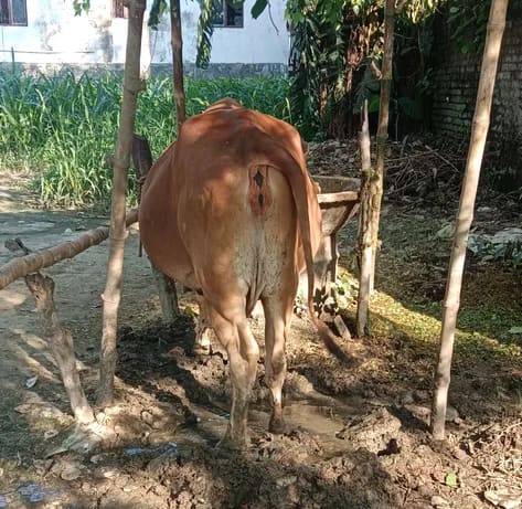 Sahiwal Cow in  BIHAR