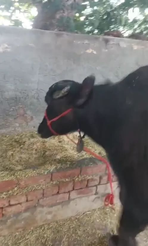 Murrah Buffalo M5261 in HARYANA