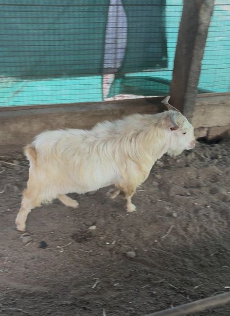 Fantum Goat O0103, District:  CHIKKABALLAPURA, State:  KARNATAKA