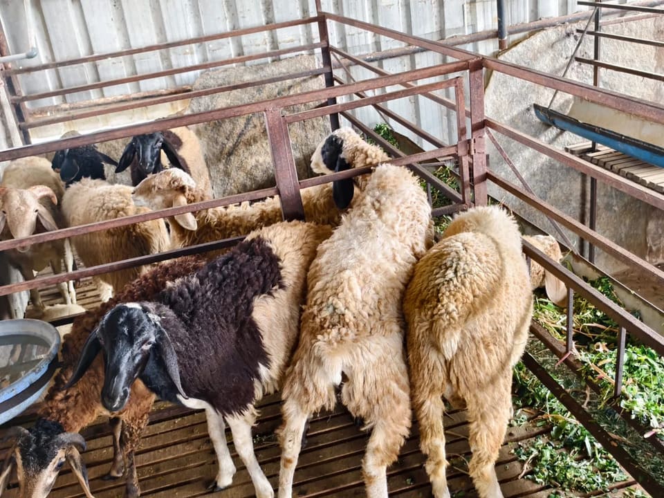 Bannur Sheep in  KARNATAKA