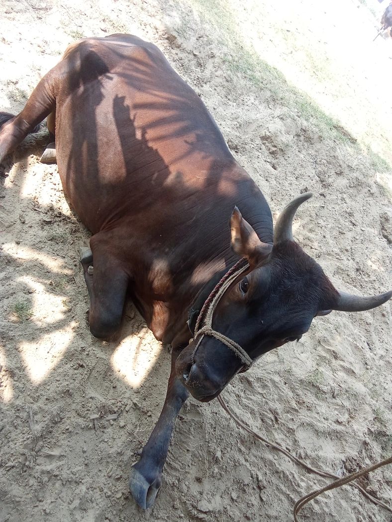 Crossbred cow Heifer Cow O0272, MilkPerDay: 10Litres, Pregnant: 9 Months, District:  NALANDA, State:  BIHAR