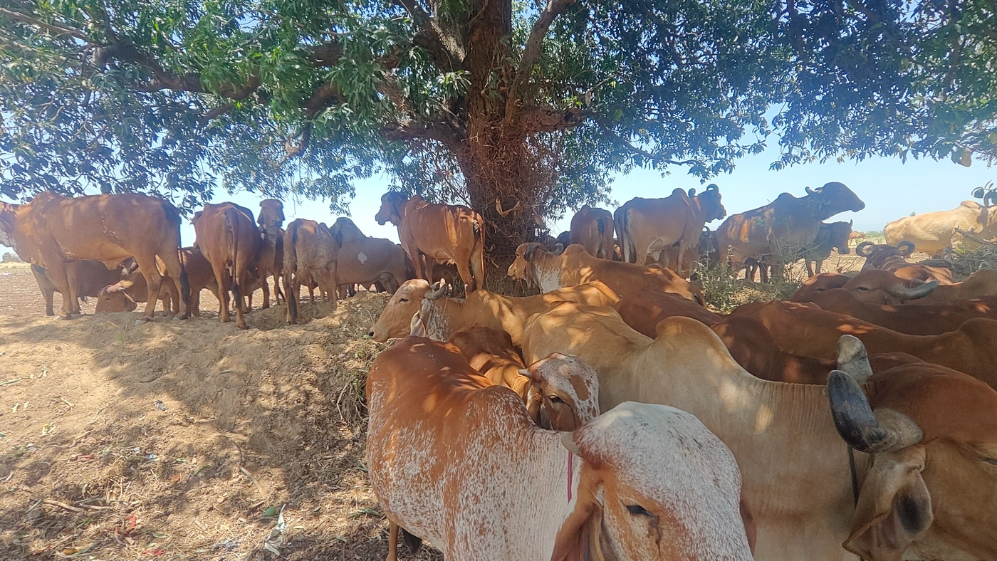 Gir Cow G1839, Lactation: 3, MilkPerDay: 5Litres, District: JALGAON, State: MAHARASHTRA