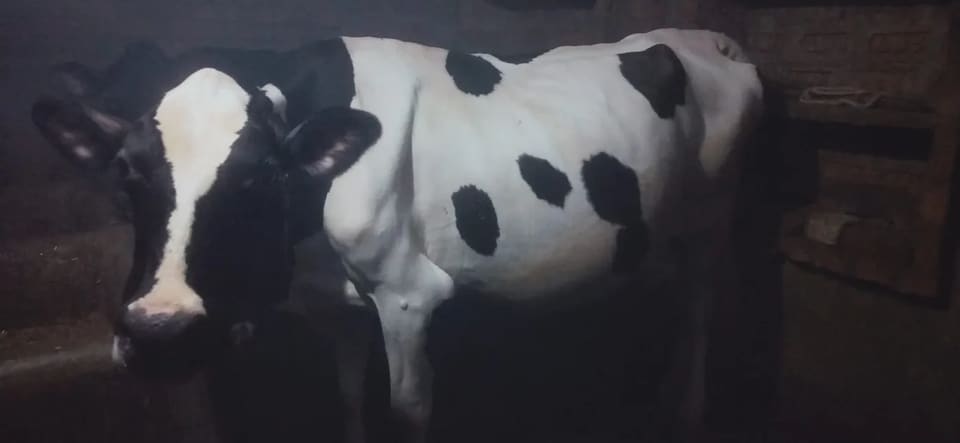 HF Cow in  UTTAR PRADESH