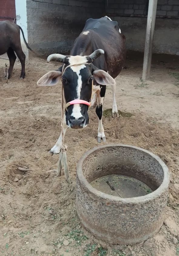 HF Cow in  RAJASTHAN