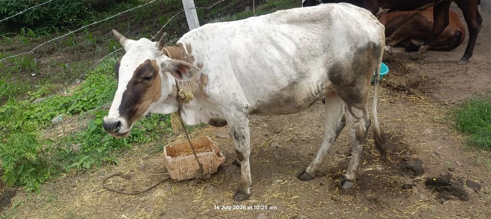 HF Cow in  MADHYA PRADESH