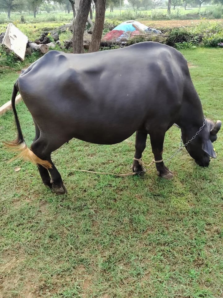 Others Buffalo in  RAJASTHAN