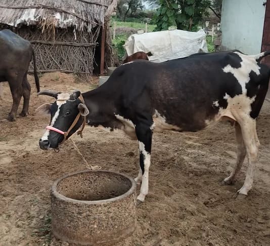 HF Cow in  RAJASTHAN