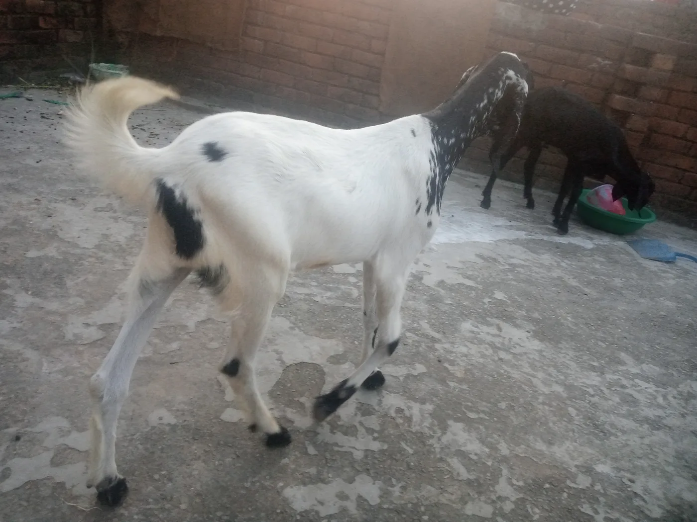 Others Goat in  UTTAR PRADESH