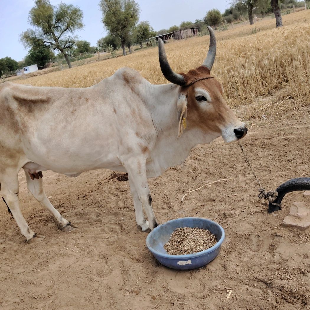 Kankrej Cow K0186, District: JODHPUR, State: RAJASTHAN