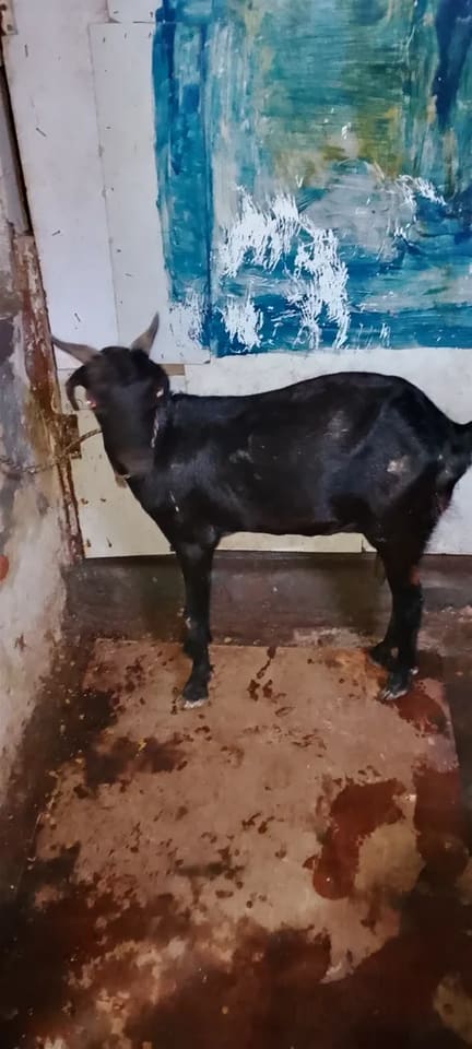 Black Bengal Goat in  UTTAR PRADESH