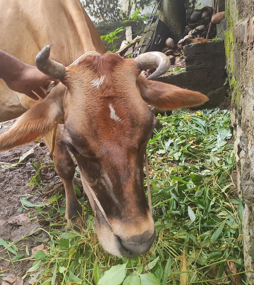 Jersey Cow J1506 in  KERALA