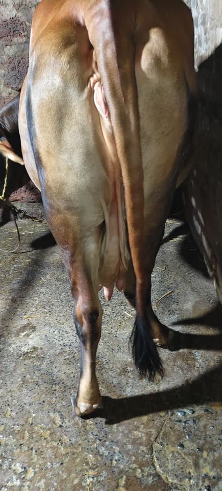 Jersey Cow in  ODISHA
