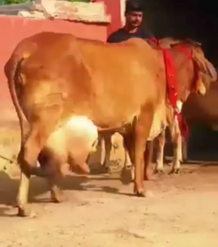 Sahiwal Cow S2019 in  RAJASTHAN