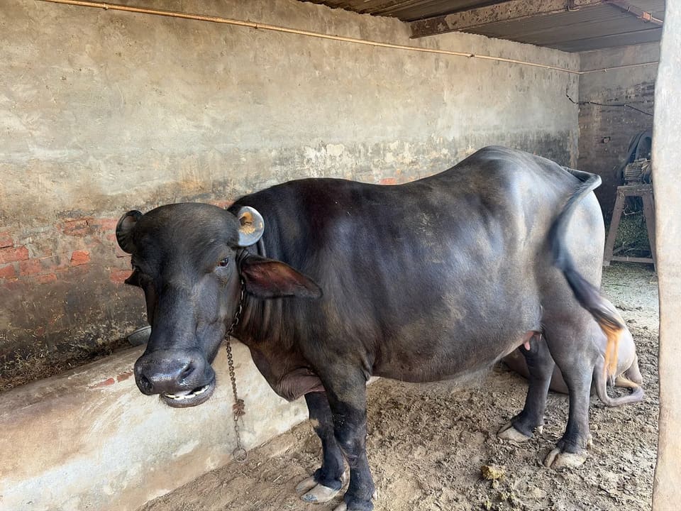 Murrah Buffalo M4615 in  HARYANA