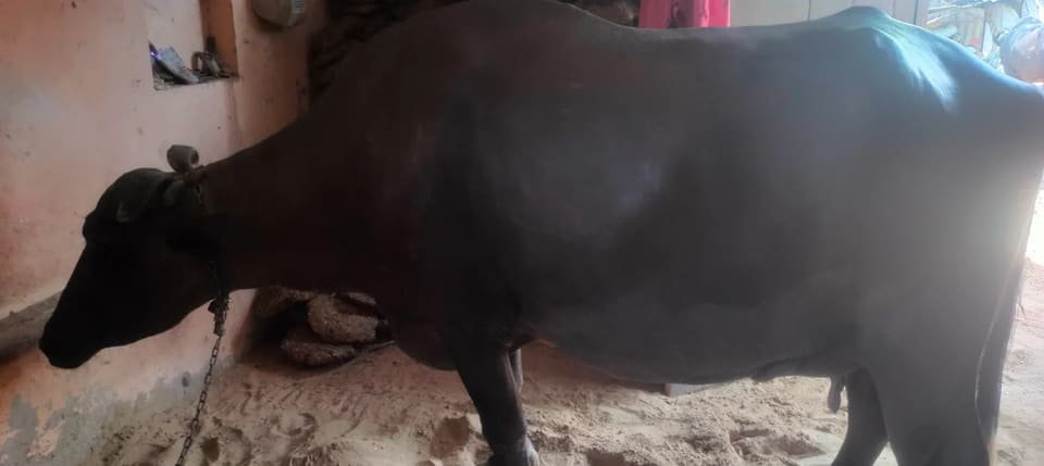 Others Buffalo in  HARYANA