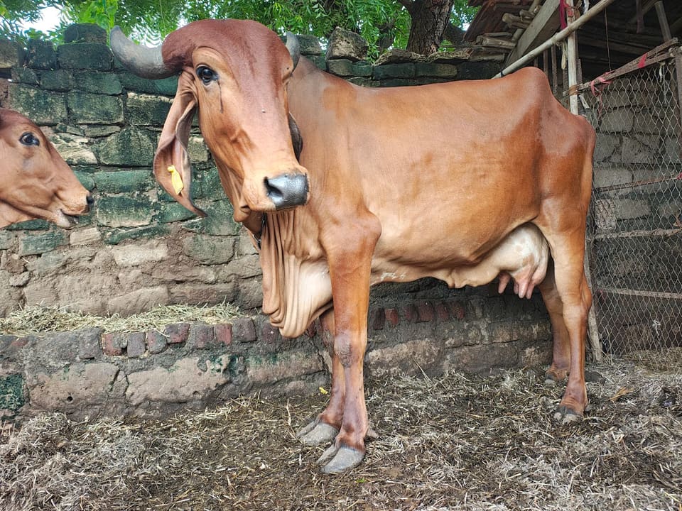 Gir Cow in  GUJARAT
