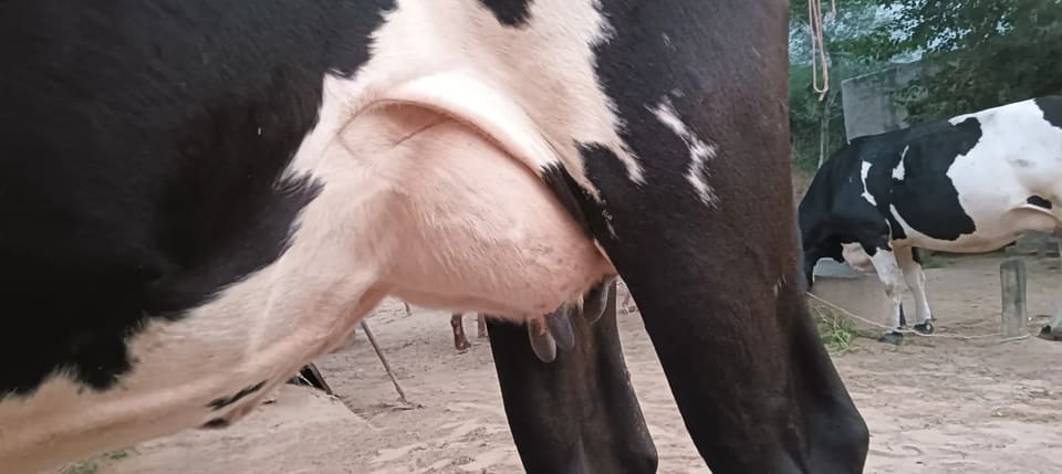 HF Cow H3252 in  RAJASTHAN