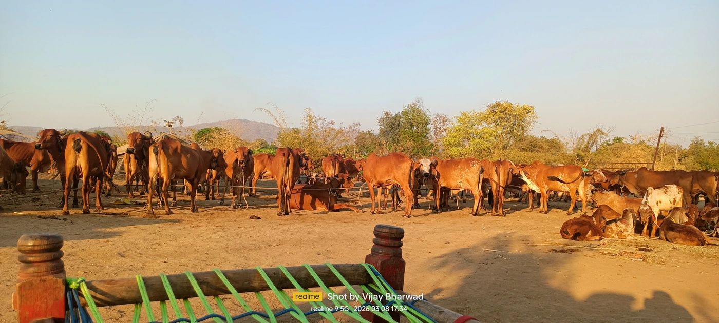 Gir Cow G1840, Lactation: 2, MilkPerDay: 13Litres, District:  JALGAON, State:  MAHARASHTRA