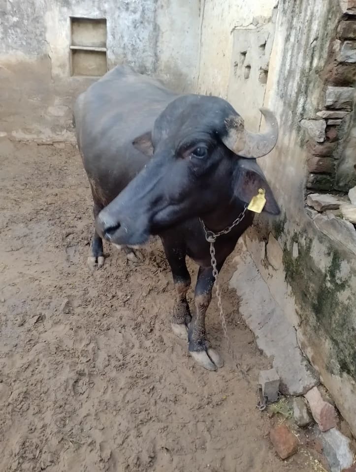 Others Buffalo in  RAJASTHAN