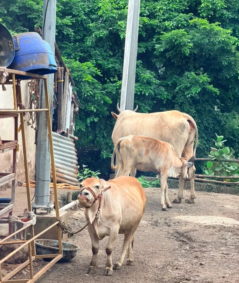 Punganur  Cow in MAHARASHTRA