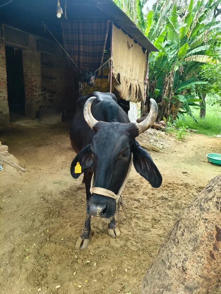 Sahiwal Cow in  RAJASTHAN