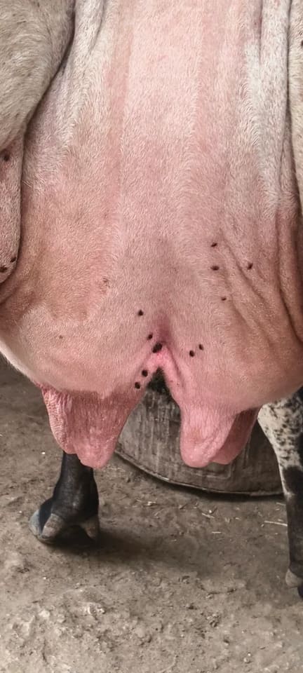 Others Cow in  RAJASTHAN