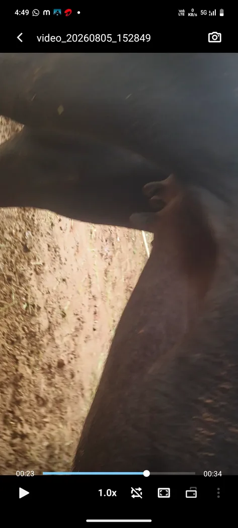 Murrah Buffalo in  RAJASTHAN