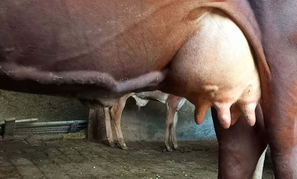 Jersey Cow