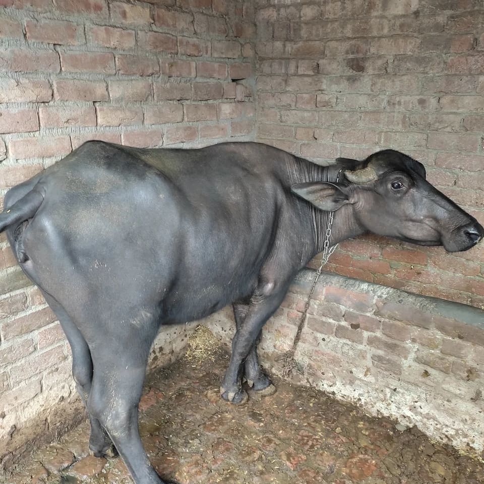 Others Buffalo in  HARYANA