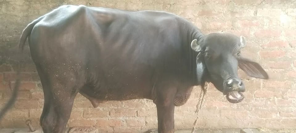 Murrah Buffalo M5135 in  UTTAR PRADESH