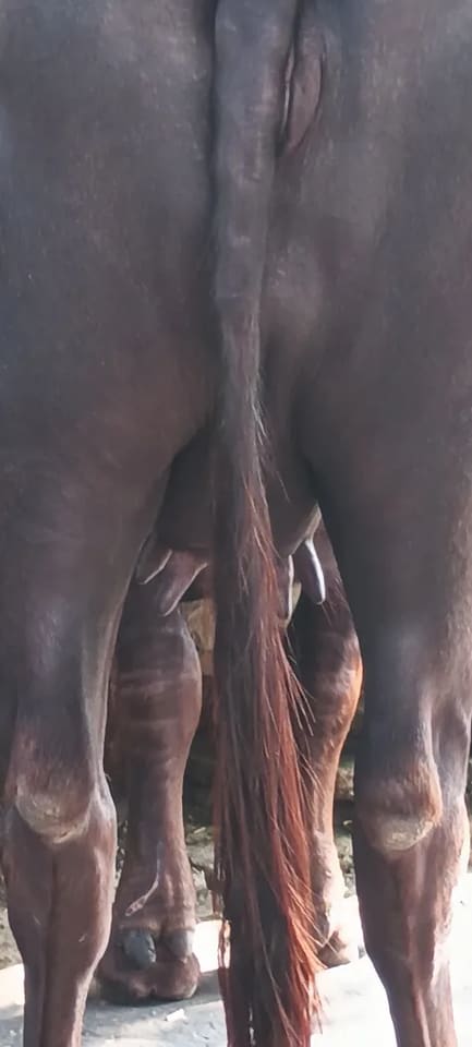 Murrah Buffalo M5146 in  UTTAR PRADESH