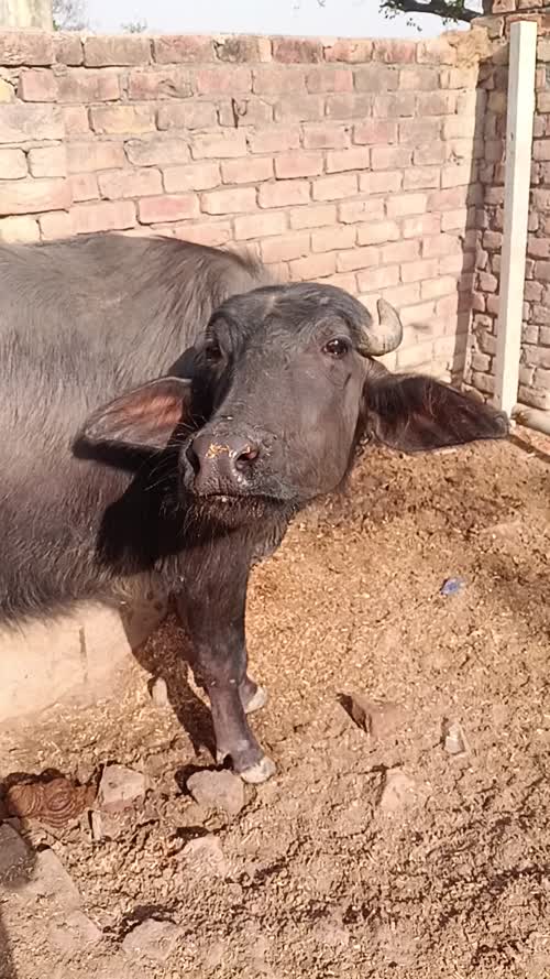Murrah Buffalo M4147, District:  PALWAL, State:  HARYANA