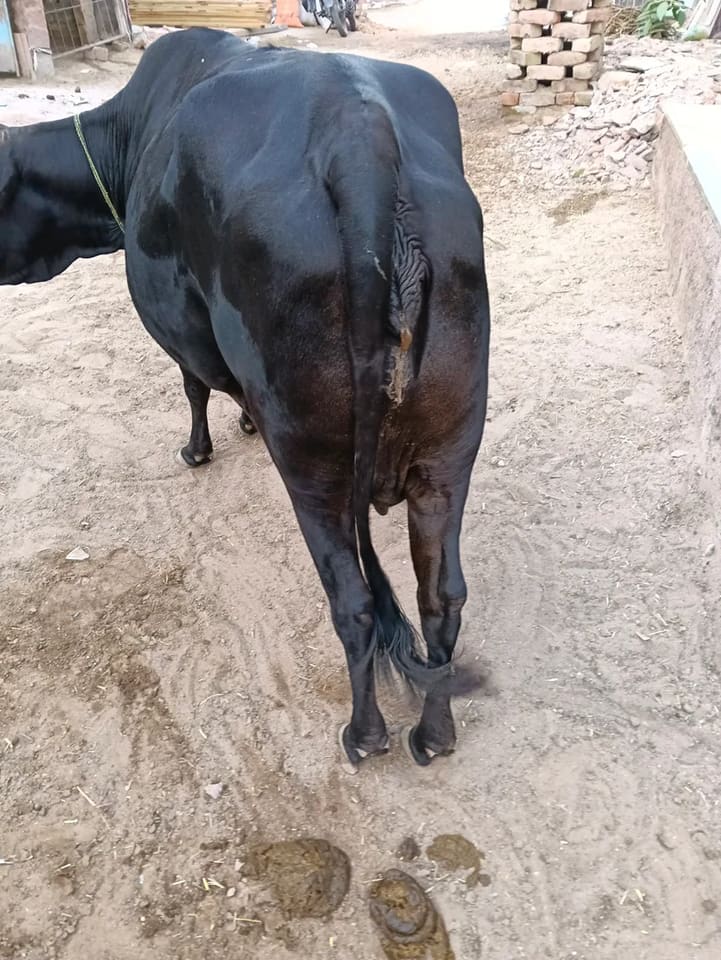 Jersey Cow J1587 in  RAJASTHAN