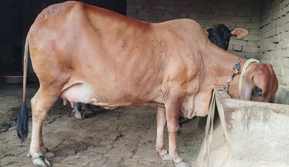 Sahiwal Cow in  UTTAR PRADESH
