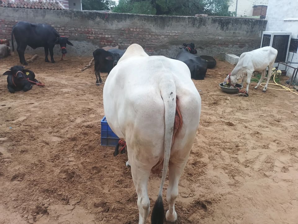 Hariyana Cow in HARYANA