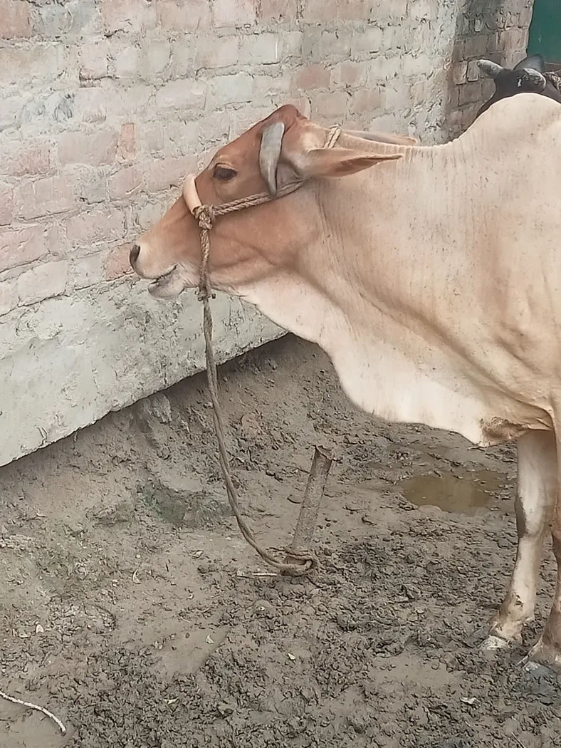 Others Cow in   UTTAR PRADESH