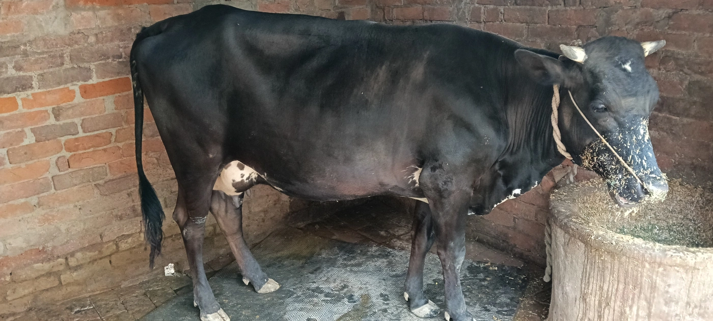 HF Cow H2875, Lactation: 1, MilkPerDay: 13Litres, District:  DEORIA, State:  UTTAR PRADESH